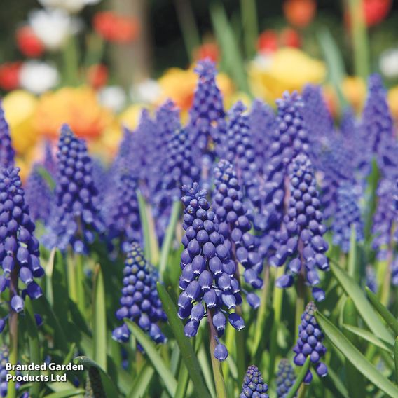 Muscari armeniacum