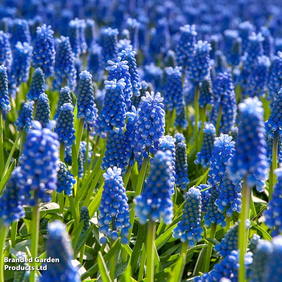 Muscari armeniacum