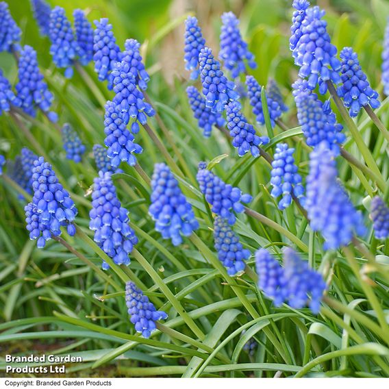 Muscari armeniacum