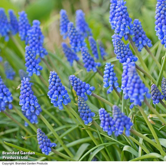 Muscari armeniacum