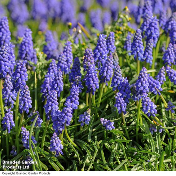 Muscari armeniacum