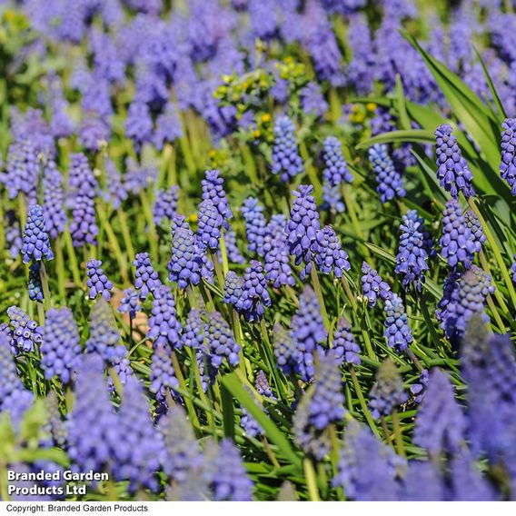 Muscari armeniacum