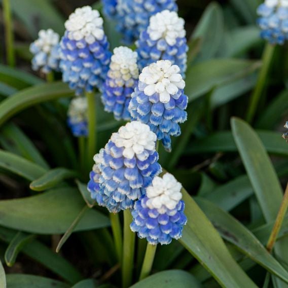 Muscari armeniacum 'Mountain Lady'