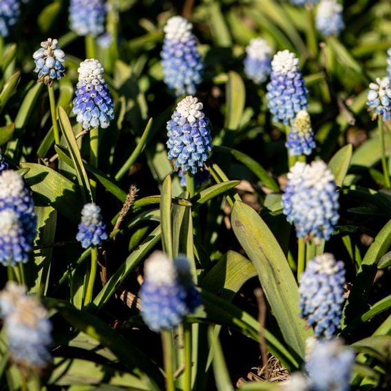 Muscari armeniacum 'Mountain Lady'