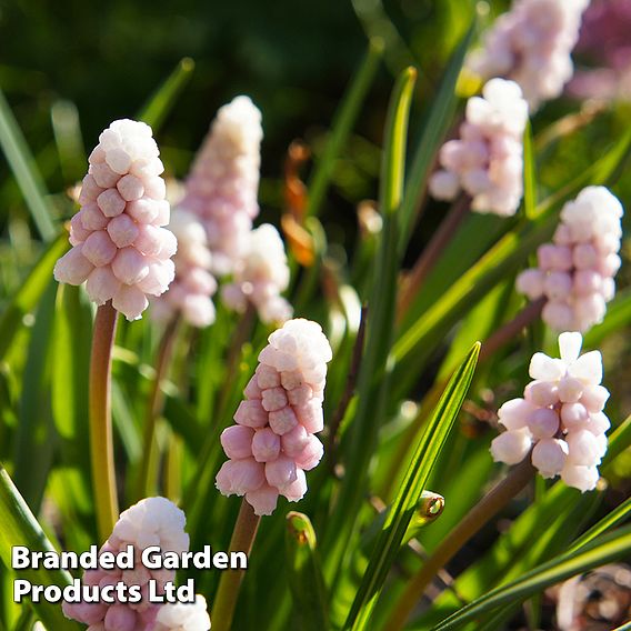 Muscari 'Pink Sunrise'