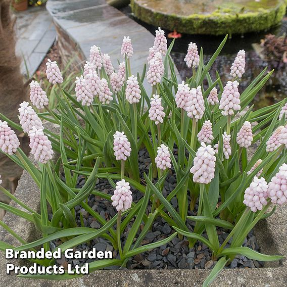 Muscari 'Pink Sunrise'