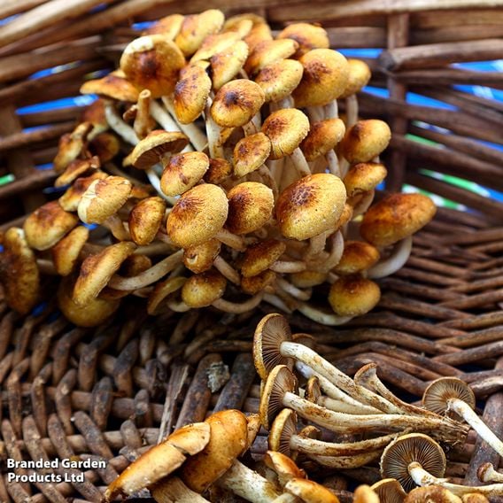 Fungi Farm Mushroom Windowsill Kit - Nameko