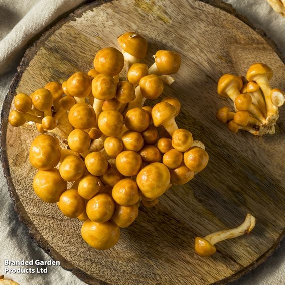 Fungi Farm Mushroom Windowsill Kit - Nameko