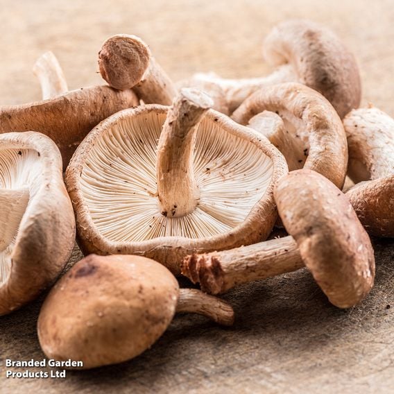 Fungi Farm Mushroom Windowsill Kit Gourmet Duo