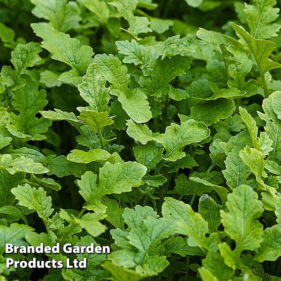 Mustard Leaves (Autumn Sowing Mix) Seeds