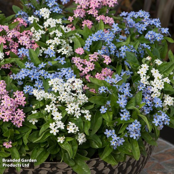 Forget-Me-Not Mixed