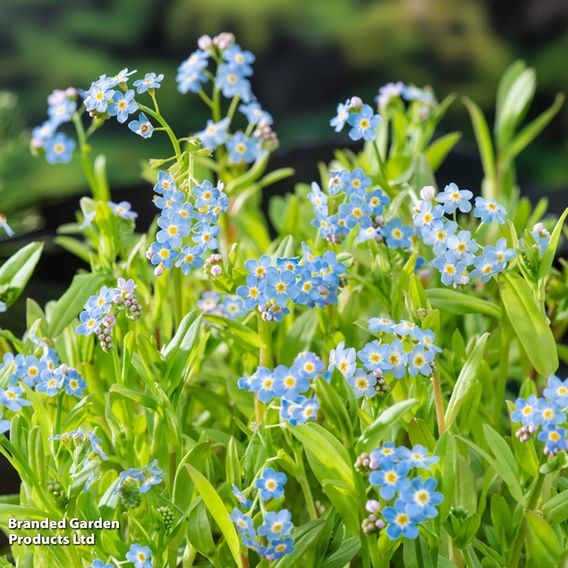 Myosotis palustris (Marginal Aquatic)
