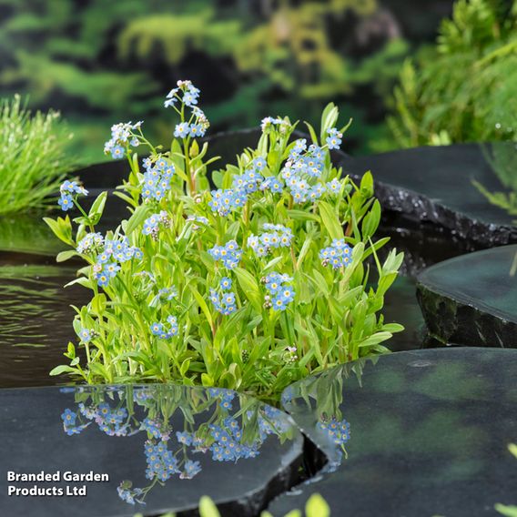 Myosotis palustris (Marginal Aquatic)