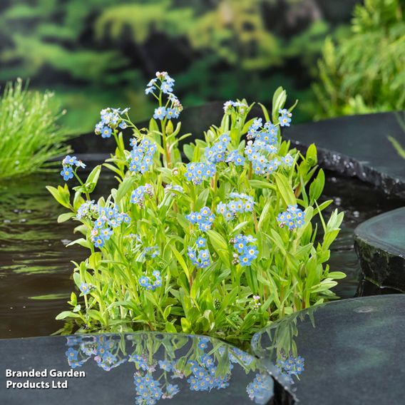 Myosotis palustris (Marginal Aquatic)