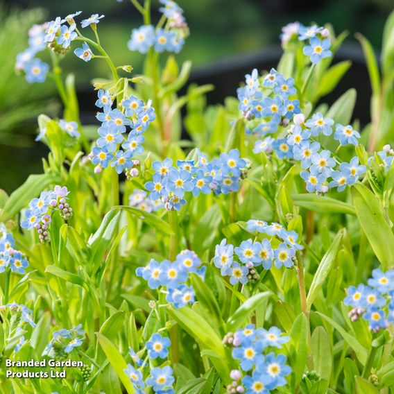 Myosotis palustris (Marginal Aquatic)