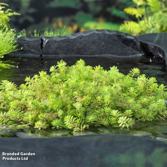 Myriophyllum rubricaule (Oxygenating Aquatic)