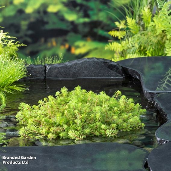 Myriophyllum rubricaule (Oxygenating Aquatic)