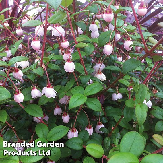 Chilean Guava 'KA-POW'