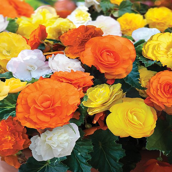 Begonia 'Nonstop Citrus'