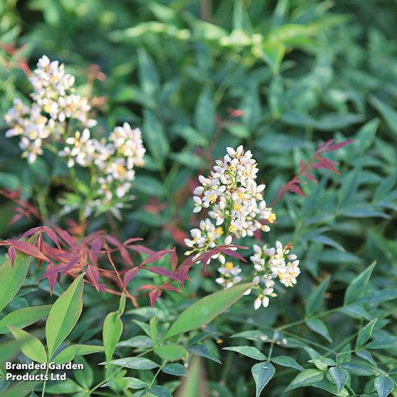 Nandina Domestica