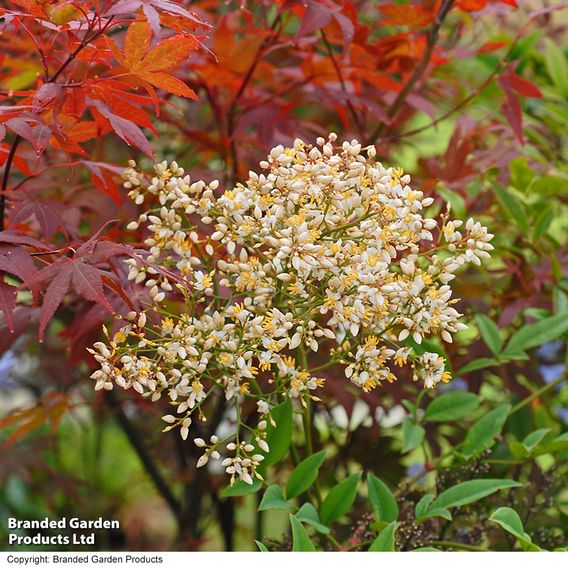 Nandina Domestica