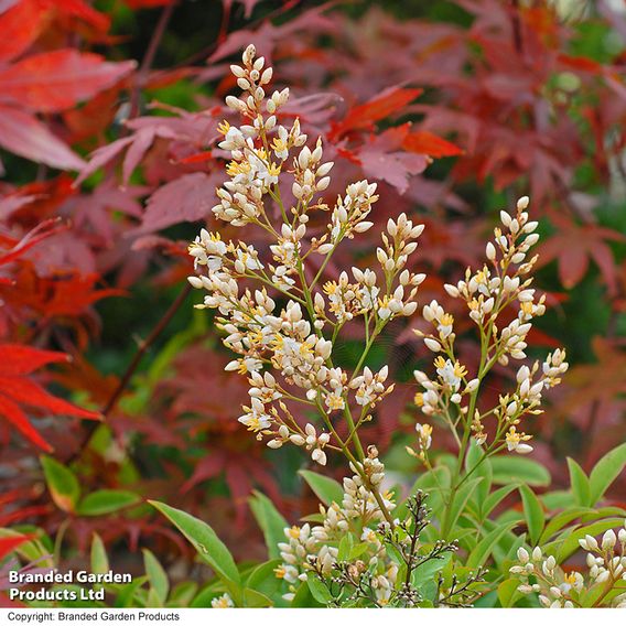 Nandina Domestica