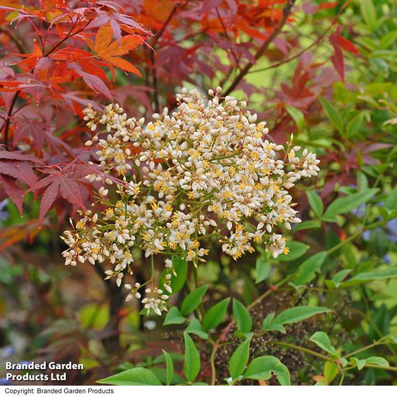 Nandina Domestica