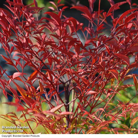 Nandina Domestica