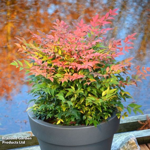 Nandina domestica 'Sienna Sunrise'