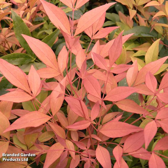 Nandina domestica 'Sienna Sunrise'