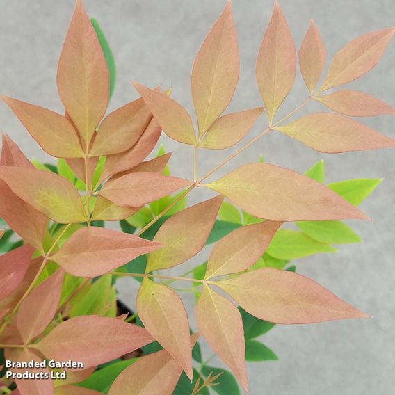 Nandina domestica 'Sienna Sunrise'