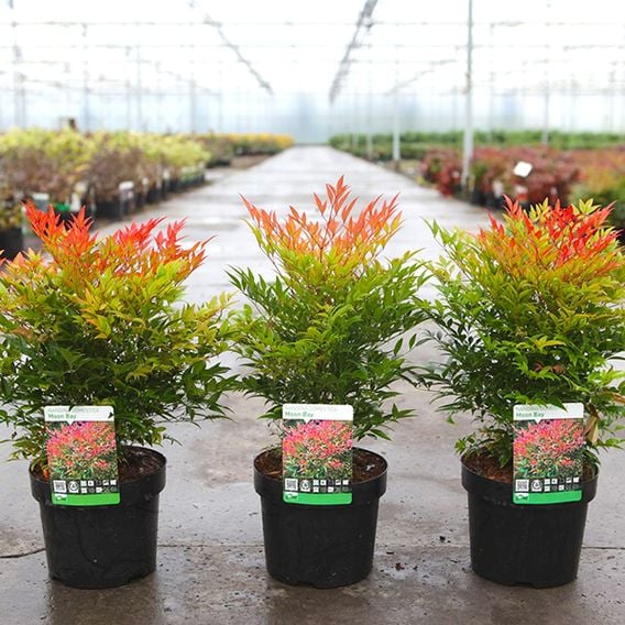 Nandina domestica 'Moon Bay®'