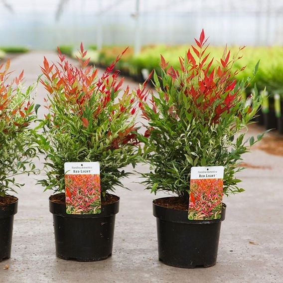 Nandina domestica 'Red Light'