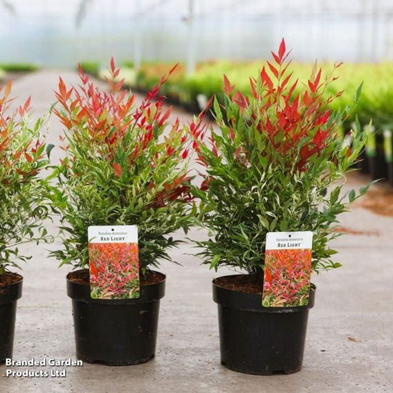 Nandina domestica 'Red Light'