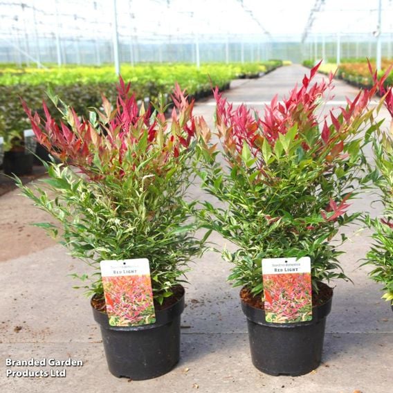 Nandina domestica 'Red Light'