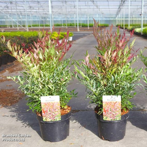 Nandina domestica 'Red Light'
