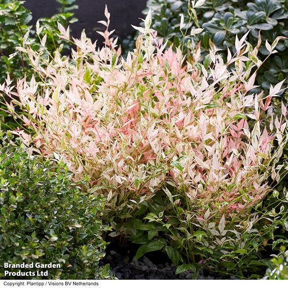 Nandina domestica 'Twilight'