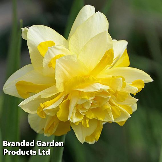 Narcissus 'Dick Wilden'