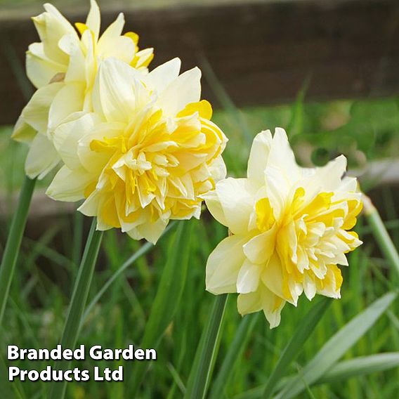 Narcissus 'Dick Wilden'