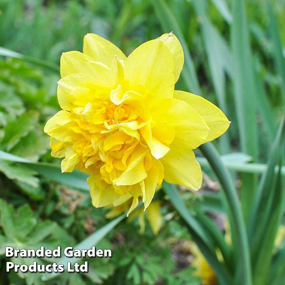 Narcissus 'Dick Wilden'