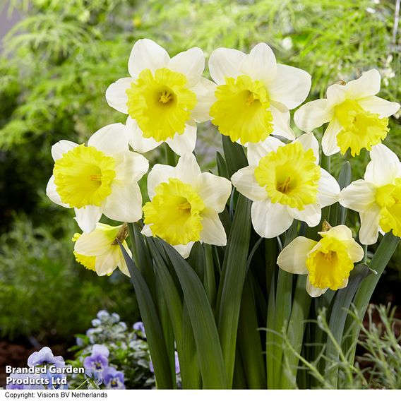 Narcissus 'Attraction'