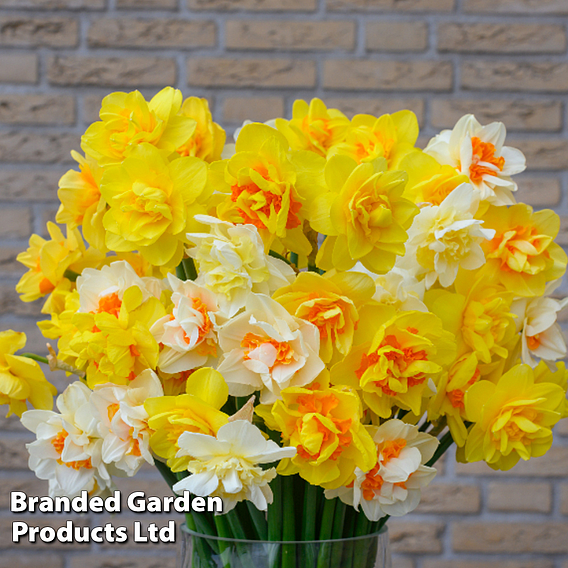 Daffodil Double Classic Mixed
