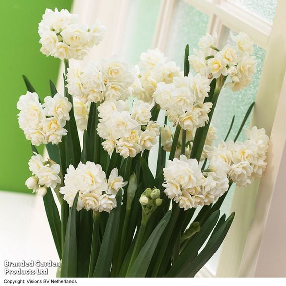 Daffodil 'Scented Collection'