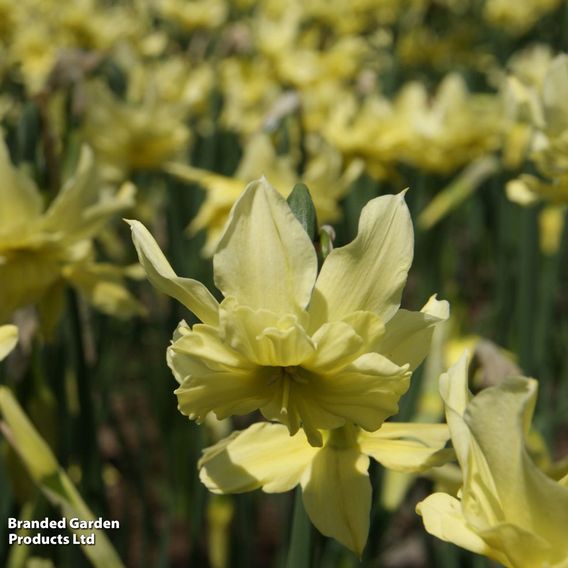 Narcissus 'Exotic Mystery'