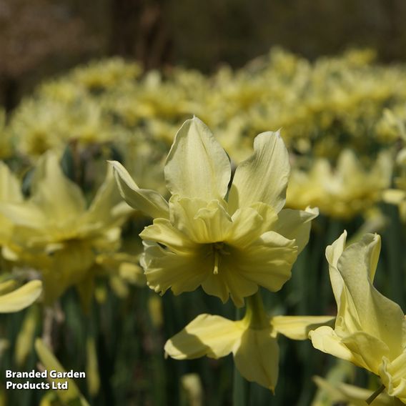 Narcissus 'Exotic Mystery'