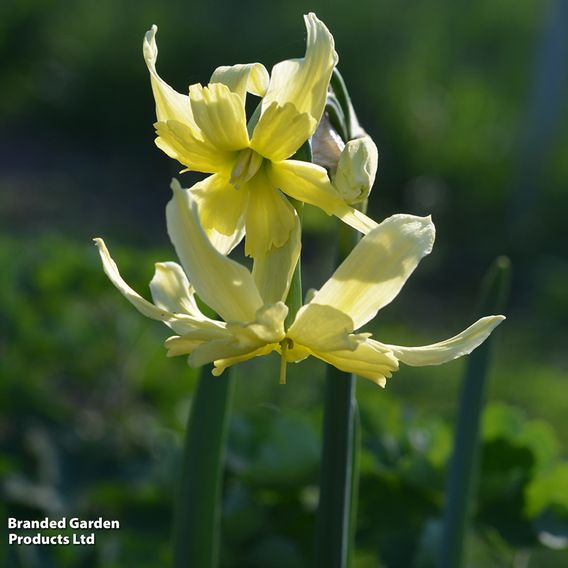 Narcissus 'Exotic Mystery'