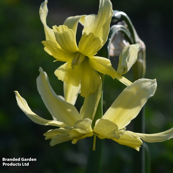 Narcissus 'Exotic Mystery'