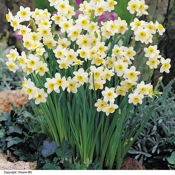 Narcissus 'Minnow'