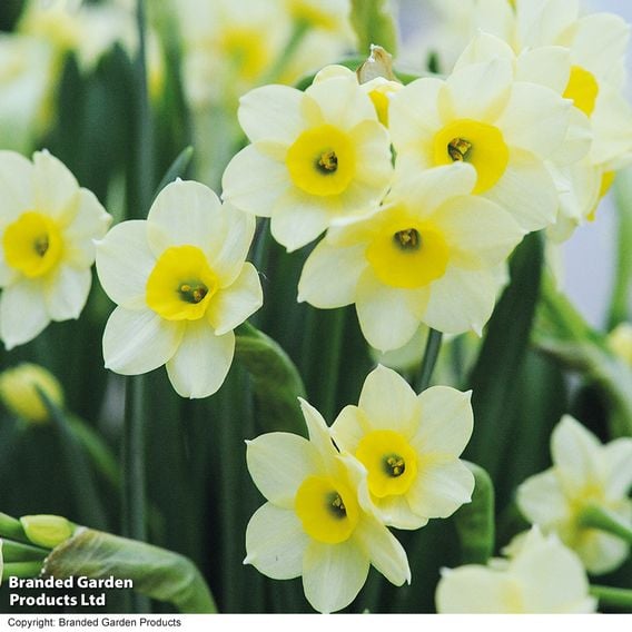 Spring Light Bulb Bundle