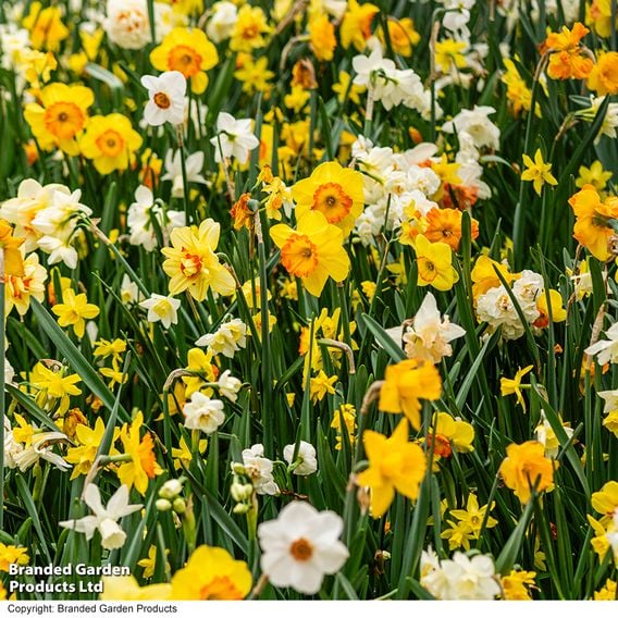 Nurserymans Choice Narcissus